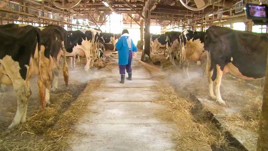 飯舘村 べこやの母ちゃん 画像7