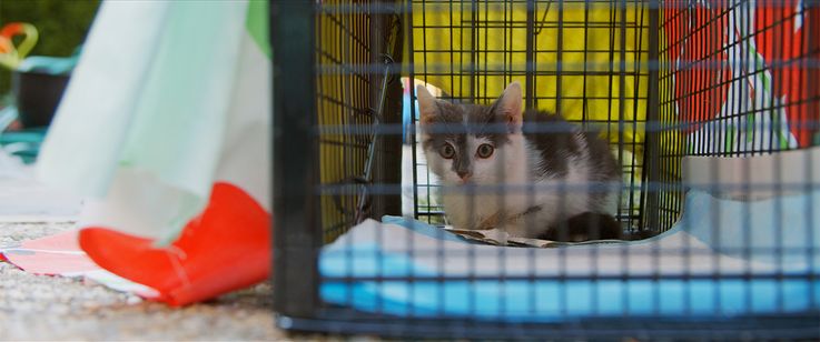 猫と、とうさん 画像7