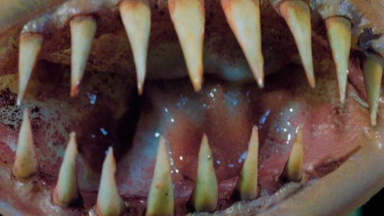 キラーコンドーム ディレクターズカット完全版 画像8