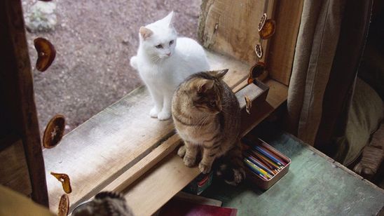 ルー、パリで生まれた猫 画像5