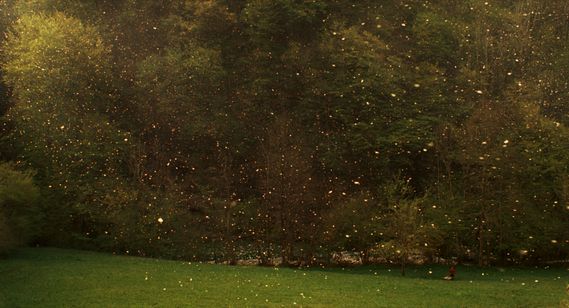 栗の森のものがたり 画像4