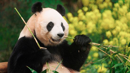 私の親愛なるフーバオ 画像4