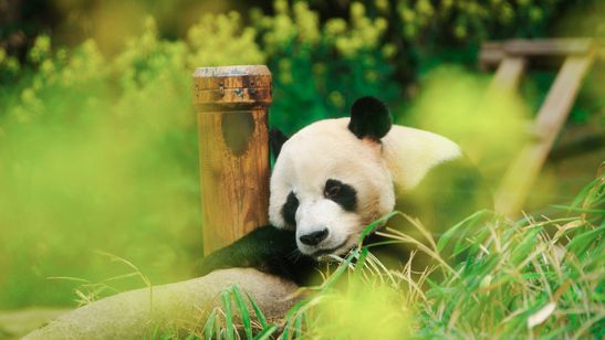 私の親愛なるフーバオ 画像6