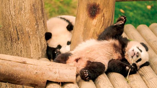 私の親愛なるフーバオ 画像7