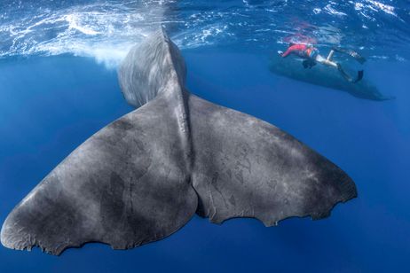 パトリックとクジラ 6000日の絆 画像3