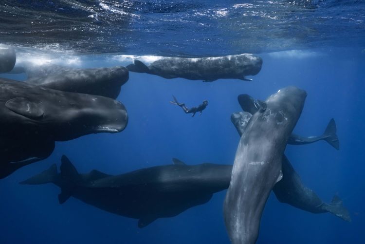 パトリックとクジラ 6000日の絆 画像4