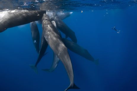 パトリックとクジラ 6000日の絆 画像5