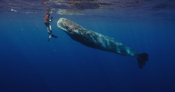 パトリックとクジラ 6000日の絆 画像6