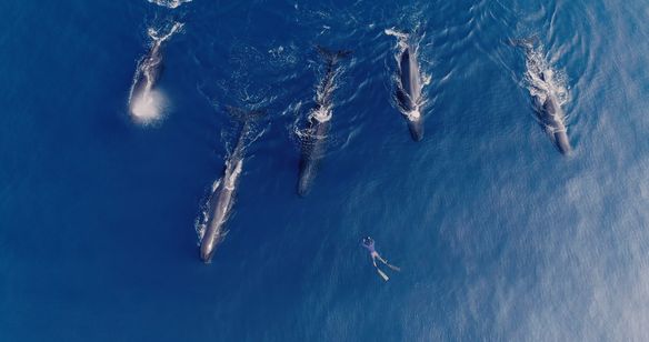 パトリックとクジラ 6000日の絆 画像7