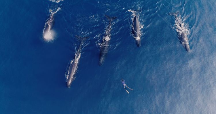 パトリックとクジラ 6000日の絆 画像7