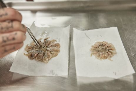 ムガリッツ 画像7