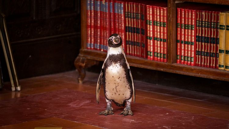 ペンギン・レッスン 画像10