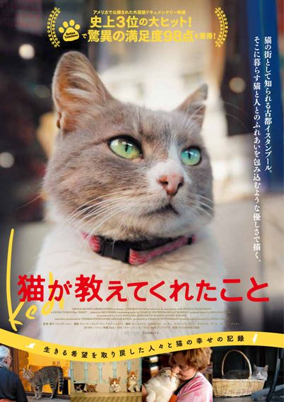 猫が教えてくれたこと