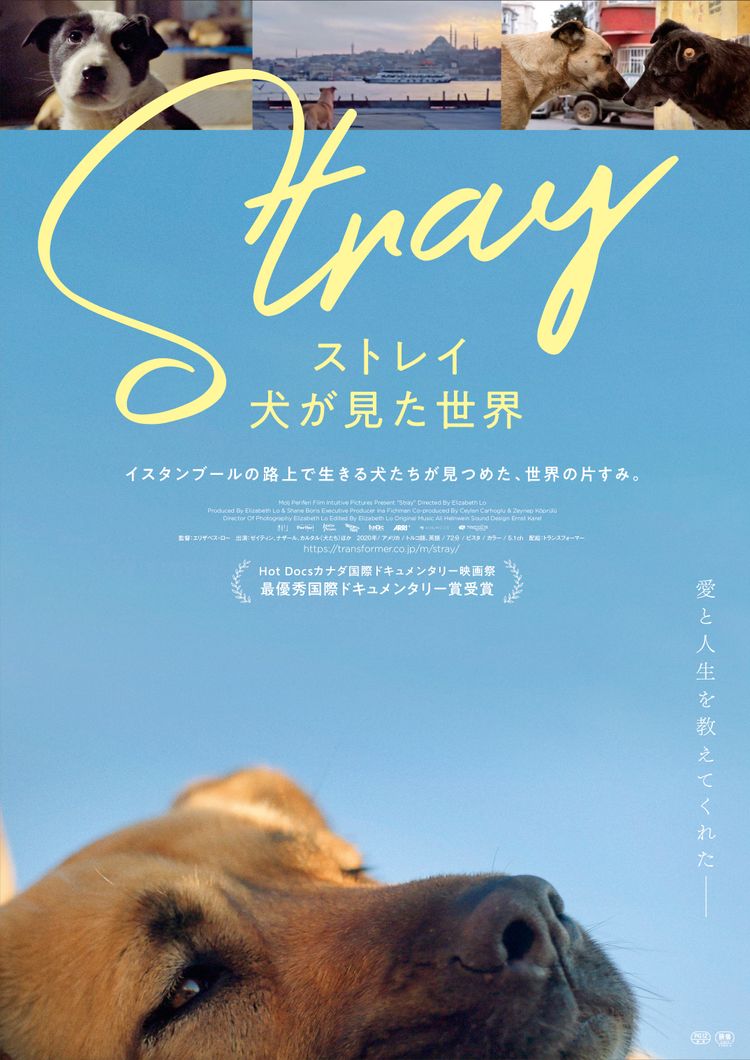 ストレイ　犬が見た世界 ポスター画像