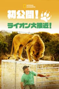 初公開！ライオン大接近！
