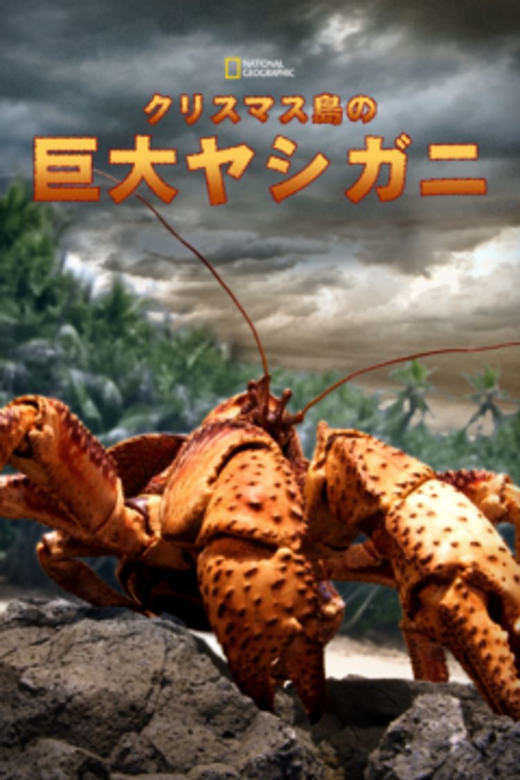 クリスマス島の巨大ヤシガニ ポスター画像