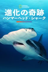 進化の奇跡：ハンマーヘッド・シャーク