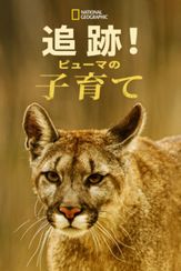 追跡！ピューマの子育て