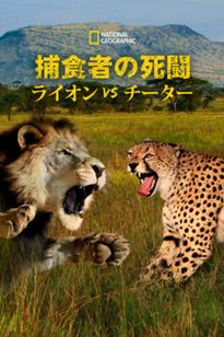 捕食者の死闘：ライオンvsチーター