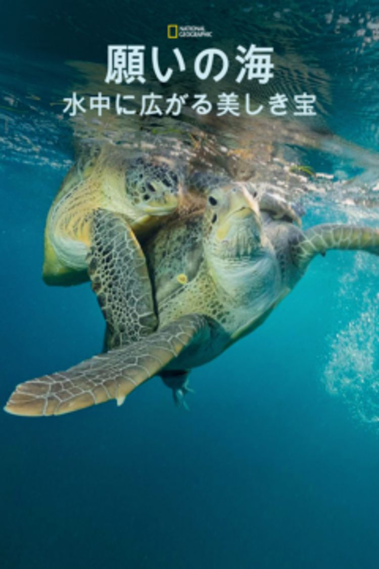 願いの海：水中に広がる美しき宝 ポスター画像