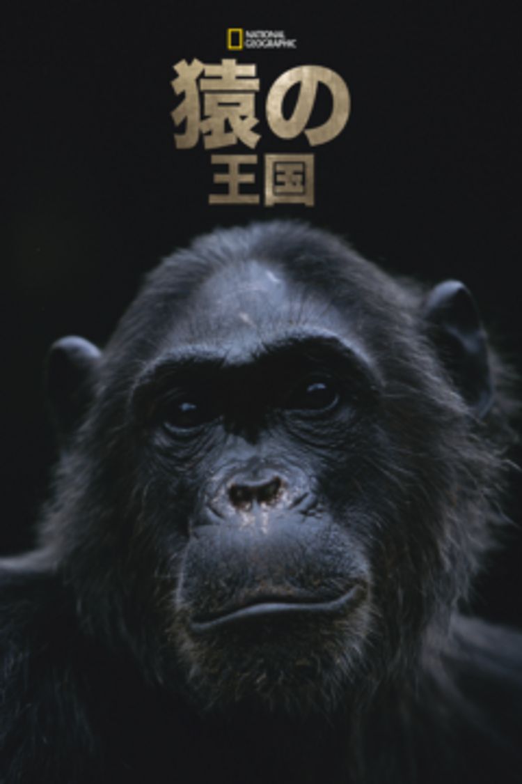 猿の王国 ポスター画像