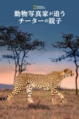 動物写真家が追うチーターの親子