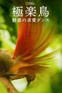極楽鳥～魅惑の求愛ダンス