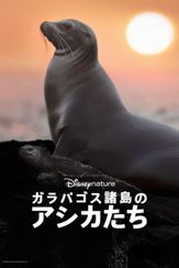 ガラパゴス諸島のアシカたち