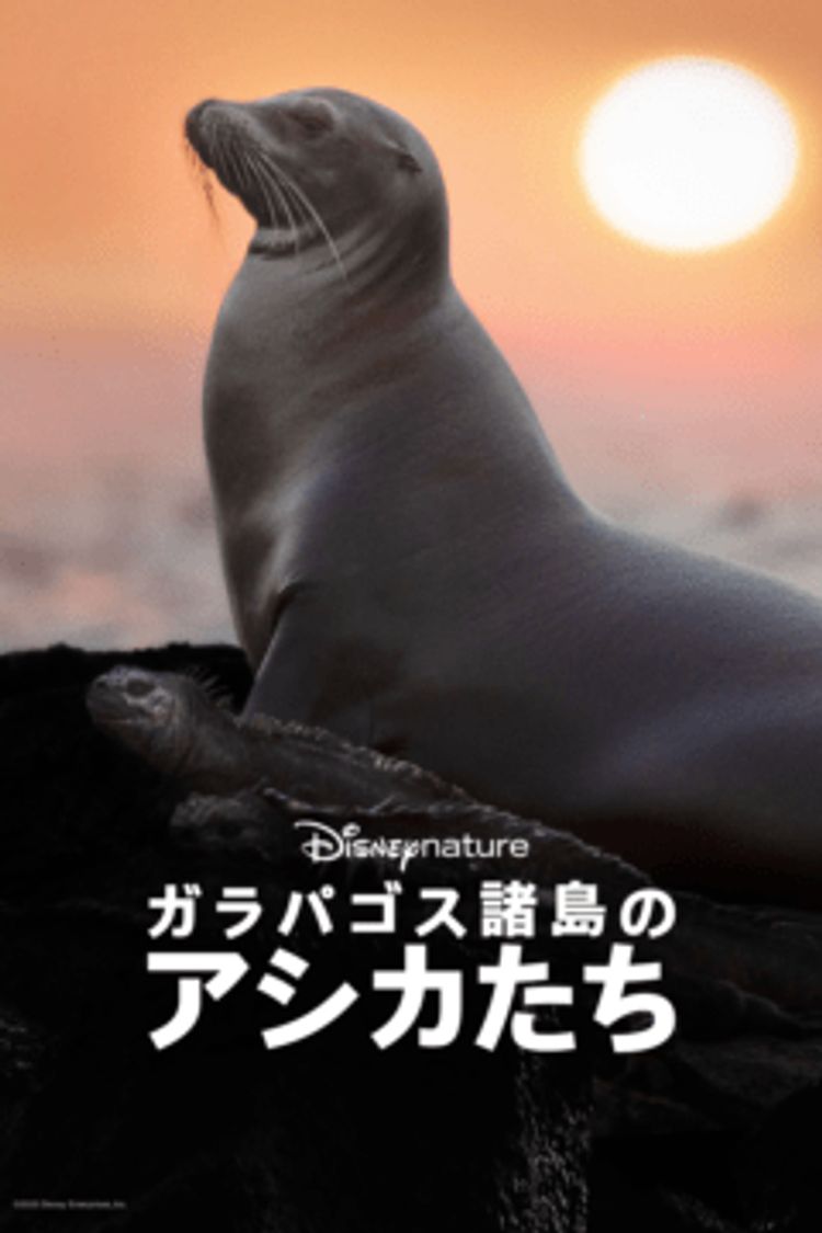 ガラパゴス諸島のアシカたち ポスター画像