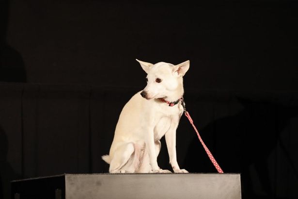 サクラ役を演じたタレント犬のちえ