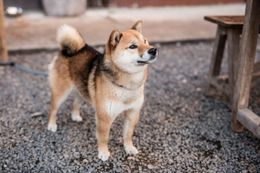 主人公の心を癒す柴犬ゴン