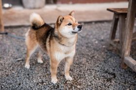 主人公の心を癒す柴犬ゴン
