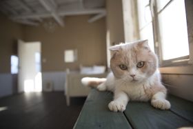 スター猫大集合！写真集「もふあつめ ～映画『ねこあつめの家』Official Photo Book～」