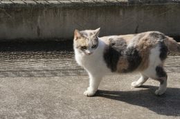 “大御所”女優猫の三毛猫ドロップの新カットが解禁！