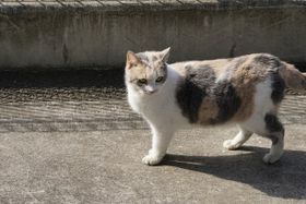 “大御所”女優猫の三毛猫ドロップの新カットが解禁！