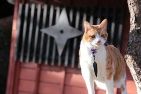 新旧スター猫・金時＆あなごがアツい！