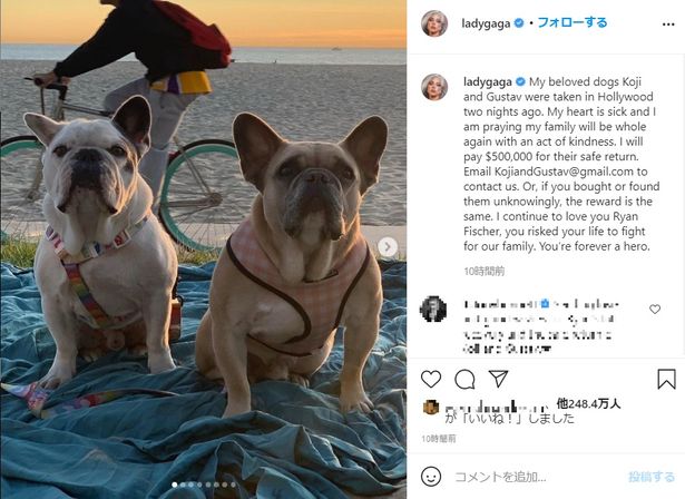 【写真を見る】強奪された愛犬コージとグスタフの写真を投稿し、5000万超えの懸賞金で返還を呼びかけ