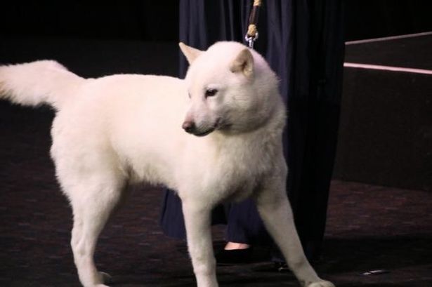 犬の風も登場