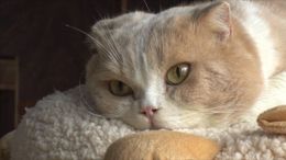 映画「ねこあつめの家」で伊藤淳史演じる佐久本の元に現れたネコ(シナモン)