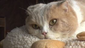 映画「ねこあつめの家」で伊藤淳史演じる佐久本の元に現れたネコ(シナモン)