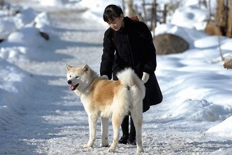 何ゆえ!?和製「フランダースの犬」に“秋田犬”