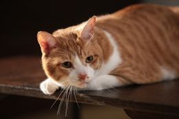 映画「猫忍」で役者デビューした金時