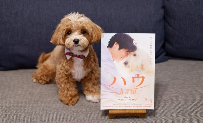 ペットインフルエンサーと愛犬家編集部員が『ハウ』を語ってみた！「これまでの犬映画と違う」「現実感も突き付けられる」