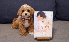 SNSで人気のマルプーちゃちゃまる！飼い主と編集部員が、犬映画『ハウ』について語った