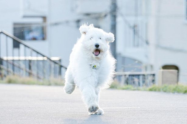 代用犬やCGを使わず、全部自力で演じ抜いたベックに「主演男優賞あげたい！」の声