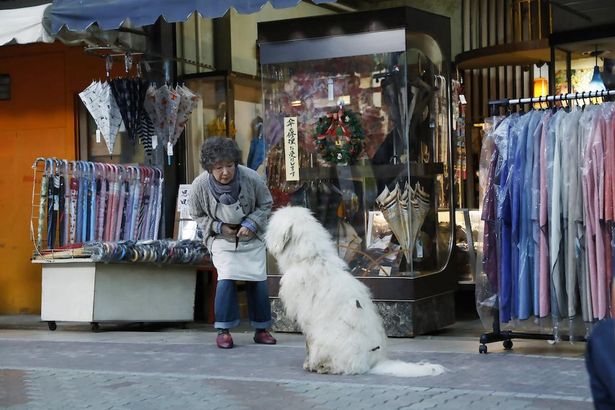 傘屋を営む志津役を演じる宮本信子は、犬が苦手だったとか