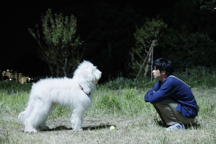 保護犬のハウと人々の温かな絆を紡いだ、俳優犬の奮闘に注目！