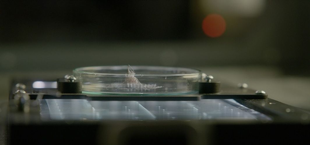 人間の骨をボッキボキ!?カワイイ地球外生命体の殺戮描写に戦慄！