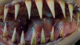 幻のギーガークリーチャー、“キラーコンドーム”の正体とは？