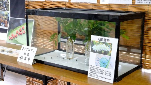 アヤミハビル館の館内ではヨナグニサンの幼虫が飼育されている